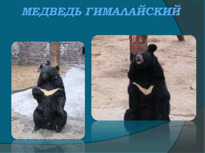 МЕДВЕДЬ ГИМАЛАЙСКИЙ 