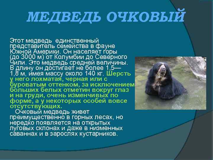 МЕДВЕДЬ ОЧКОВЫЙ Этот медведь единственный представитель семейства в фауне Южной Америки. Он населяет горы