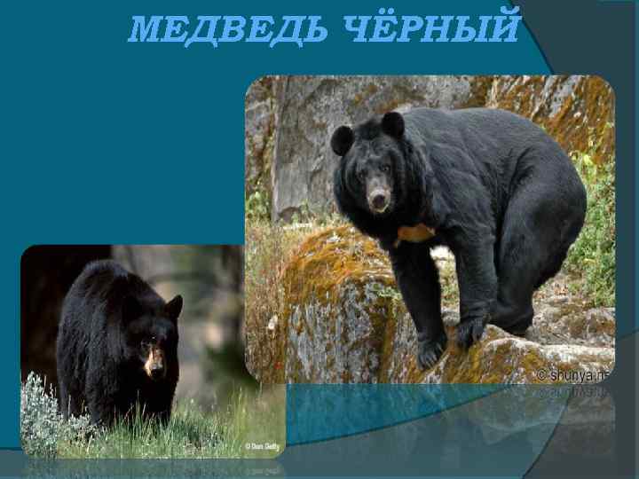 МЕДВЕДЬ ЧЁРНЫЙ 