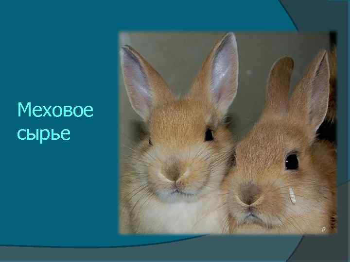 Меховое сырье 