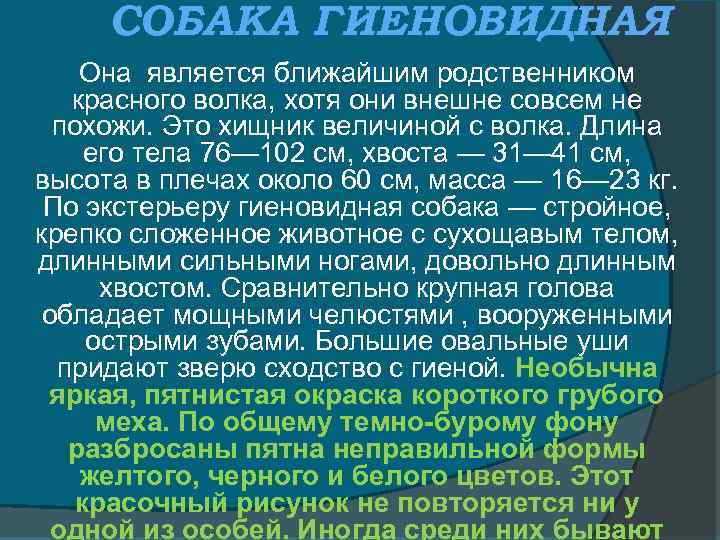 СОБАКА ГИЕНОВИДНАЯ Она является ближайшим родственником красного волка, хотя они внешне совсем не похожи.