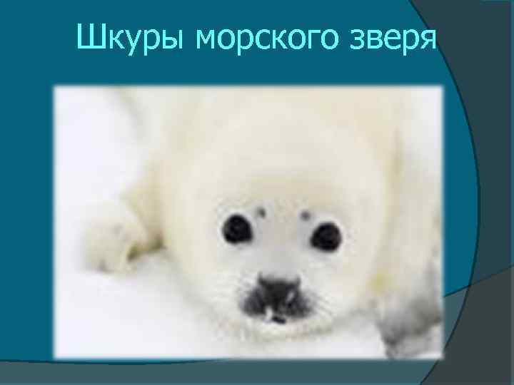 Шкуры морского зверя 