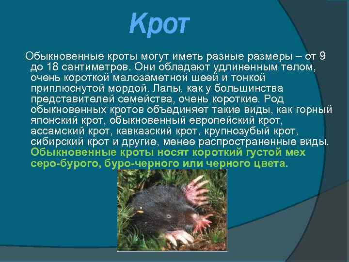 Крот Обыкновенные кроты могут иметь разные размеры – от 9 до 18 сантиметров. Они