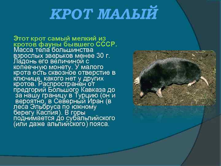 КРОТ МАЛЫЙ Этот крот самый мелкий из кротов фауны бывшего СССР. Масса тела большинства