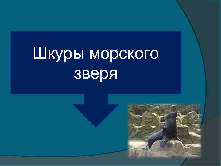 Шкуры морского зверя 