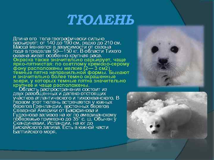 ТЮЛЕНЬ Длина его тела географически сильно варьирует: от 140 до 190 см, редко до