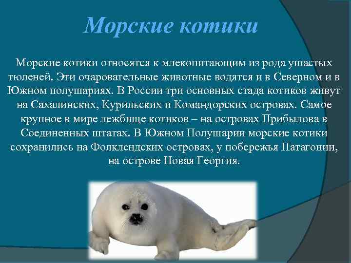Морские котики относятся к млекопитающим из рода ушастых тюленей. Эти очаровательные животные водятся и