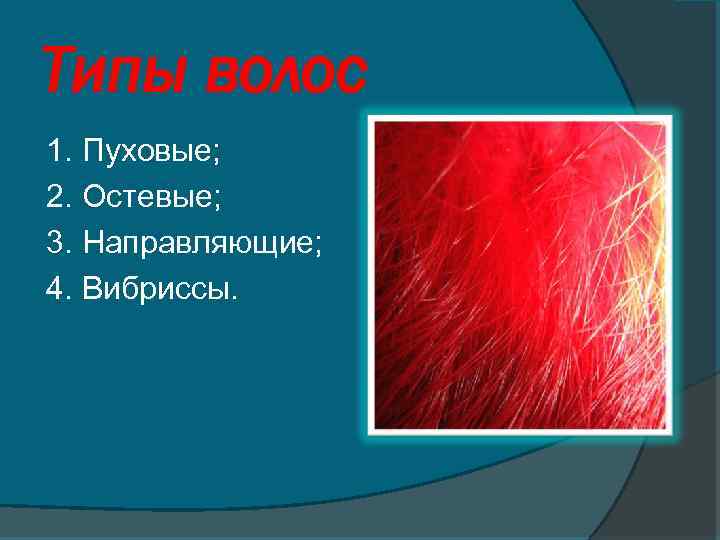 Какие волосы редуцированы у кротов остевые или пуховые