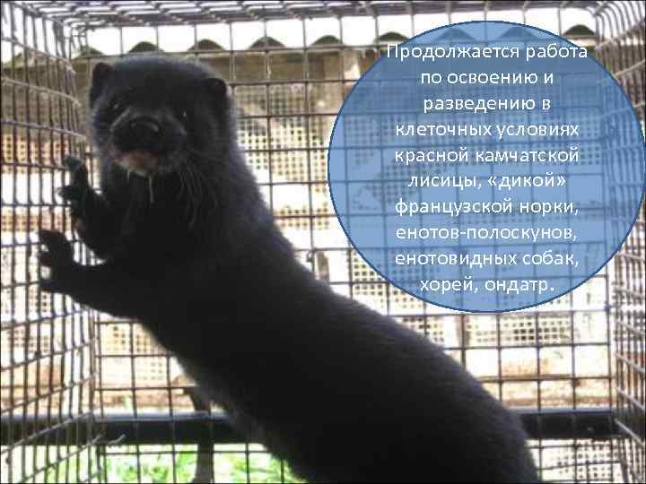 Продолжается работа по освоению и разведению в клеточных условиях красной камчатской лисицы, «дикой» французской