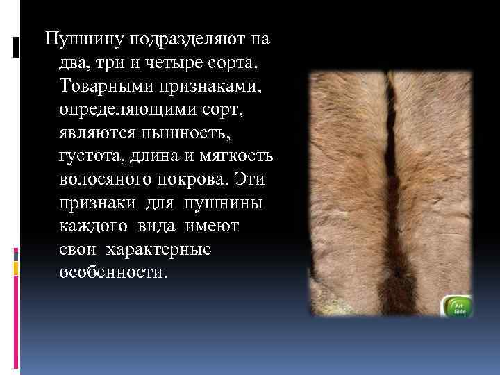  Пушнину подразделяют на два, три и четыре сорта. Товарными признаками, определяющими сорт, являются