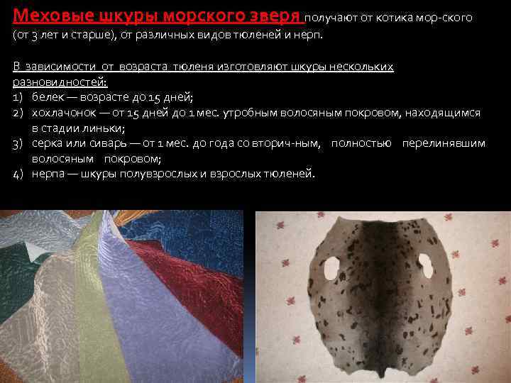 Меховые шкуры морского зверя получают от котика мор ского (от 3 лет и старше),