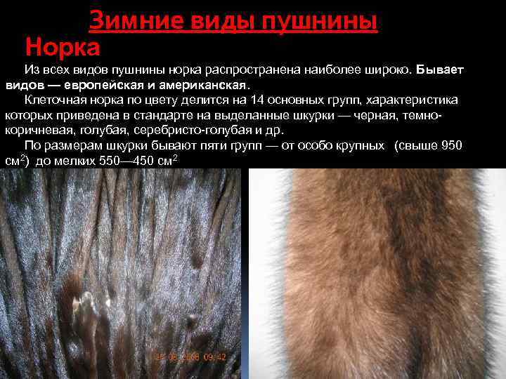 Зимние виды пушнины Норка Из всех видов пушнины норка распространена наиболее широко. Бывает видов