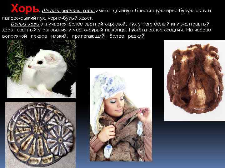 Хорь Шкурки черного хоря имеют длинную блестя щую черно бурую ость и. палево рыжий