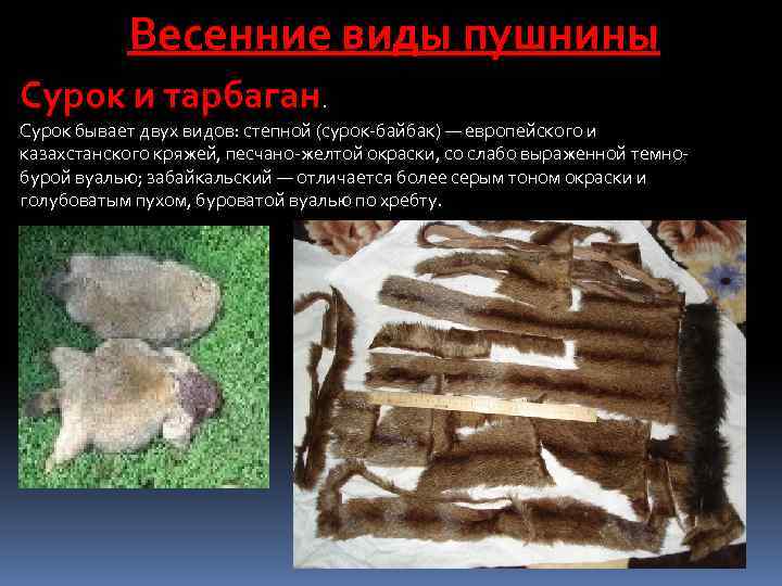 Весенние виды пушнины Сурок и тарбаган. Сурок бывает двух видов: степной (сурок байбак) —