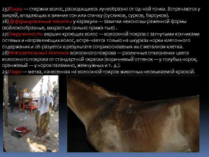 25)Вихры — стержни волос, расходящиеся лучеобразно от од ной точки. Встречаются у зверей, впадающих