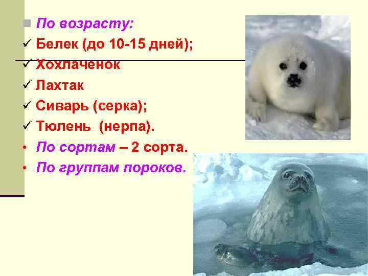 n По возрасту: ü Белек (до 10 -15 дней); ü Хохлаченок ü Лахтак ü