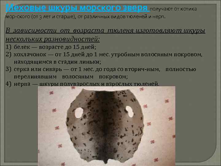 Меховые шкуры морского зверя получают от котика мор ского (от 3 лет и старше),