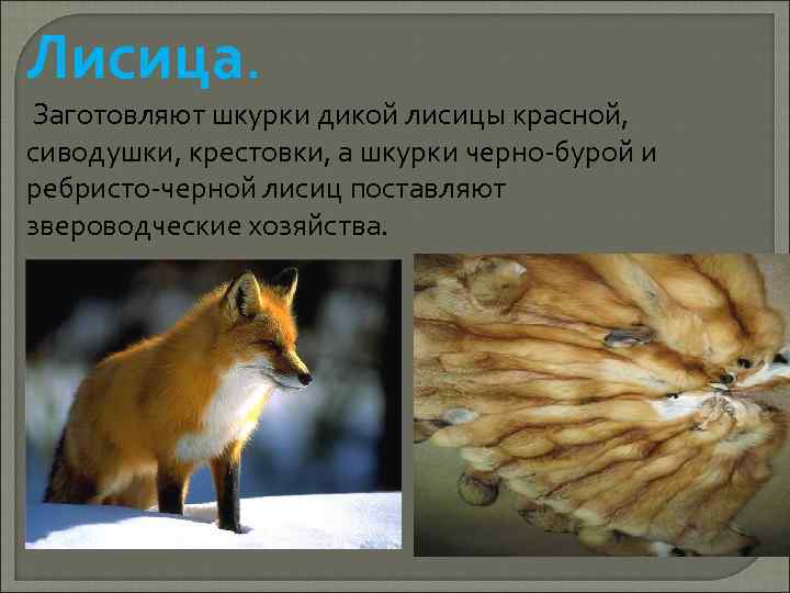 Лисица. Заготовляют шкурки дикой лисицы красной, сиводушки, крестовки, а шкурки черно бурой и ребристо