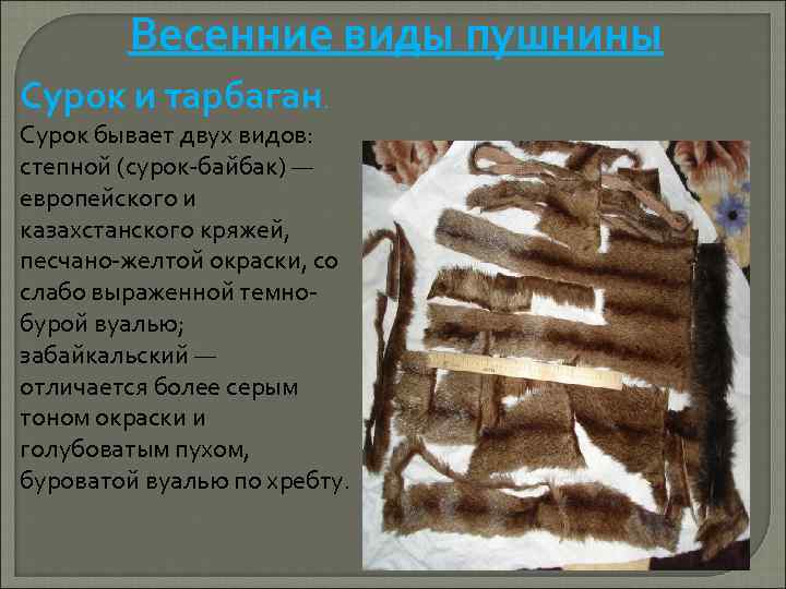 Весенние виды пушнины Сурок и тарбаган. Сурок бывает двух видов: степной (сурок байбак) —