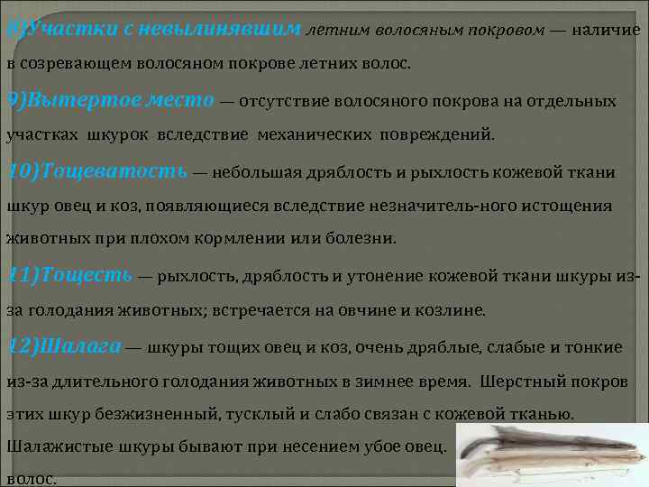 8)Участки с невылинявшим летним волосяным покровом — наличие в созревающем волосяном покрове летних волос.