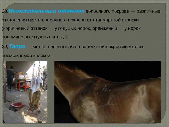 28)Нежелательный оттенок волосяного покрова — различные отклонения цвета волосяного покрова от стандартной окраски (коричневый