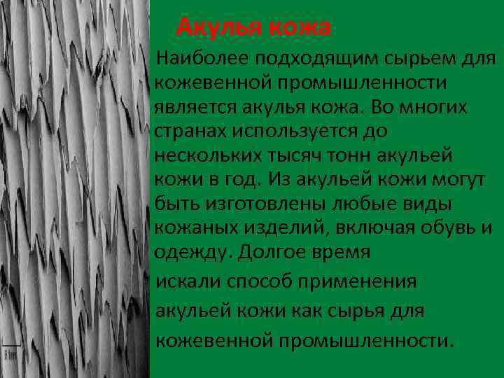 Акулья кожа Наиболее подходящим сырьем для кожевенной промышленности является акулья кожа. Во многих странах