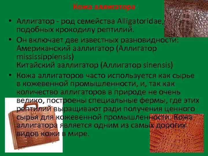 Кожа аллигатора • Аллигатор - род семейства Alligatoridae, подобных крокодилу рептилий. • Он включает