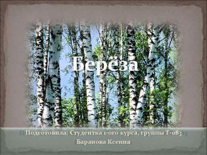 Берёза Подготовила: Студентка 1 -ого курса, группы Т-083 Баранова Ксения 