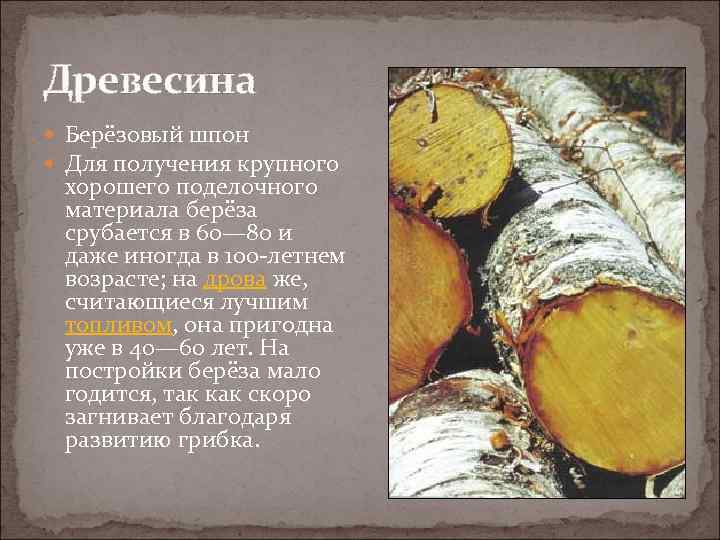 Благодаря дереву свойств. Береза характеристика древесины. Свойства древесины березы. Свойства дерева береза. Свойства березы как древесины.