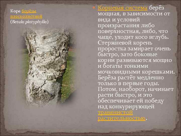 Кора берёзы плосколистной (Betula platyphylla) Корневая система берёз мощная, в зависимости от вида и