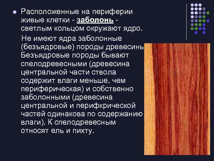 l Расположенные на периферии живые клетки - заболонь светлым кольцом окружают ядро. Не имеют
