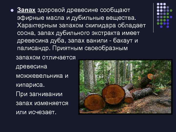 l Запах здоровой древесине сообщают эфирные масла и дубильные вещества. Характерным запахом скипидара обладает