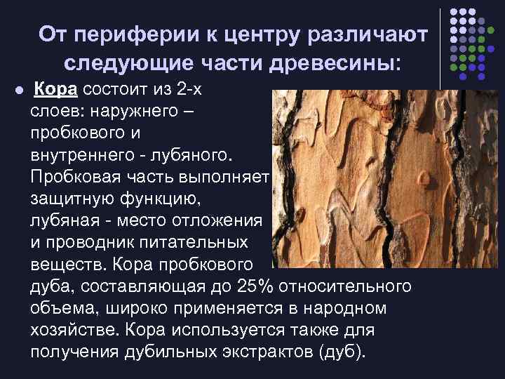 От периферии к центру различают следующие части древесины: l Кора состоит из 2 -х