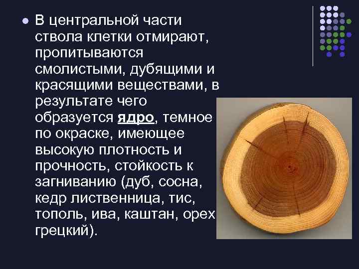 l В центральной части ствола клетки отмирают, пропитываются смолистыми, дубящими и красящими веществами, в