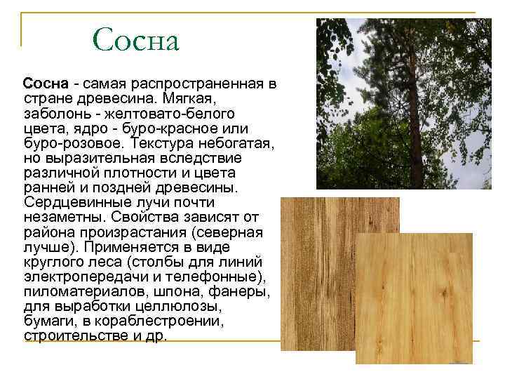 Сосна - самая распространенная в стране древесина. Мягкая, заболонь - желтовато-белого цвета, ядро -