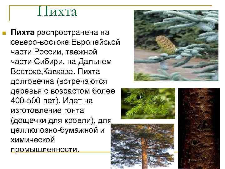 Пихта n Пихта распространена на северо-востоке Европейской части России, таежной части Сибири, на Дальнем
