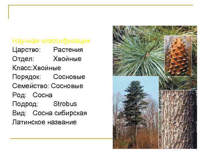 Кедр Сибирский Научная классификация Царство: Растения Отдел: Хвойные Класс: Хвойные Порядок: Сосновые Семейство: Сосновые