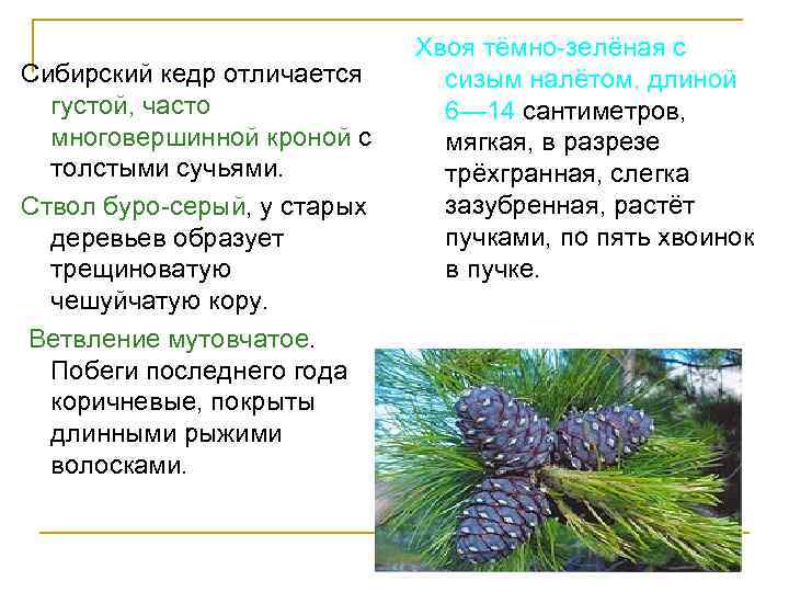 Сибирский кедр отличается густой, часто многовершинной кроной с толстыми сучьями. Ствол буро-серый, у старых