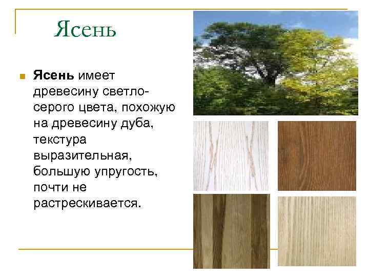 Ясень n Ясень имеет древесину светлосерого цвета, похожую на древесину дуба, текстура выразительная, большую
