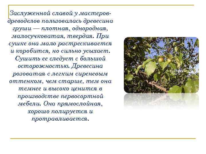 Заслуженной славой у мастеровдреводелов пользовалась древесина груши — плотная, однородная, малосучковатая, твердая. При сушке