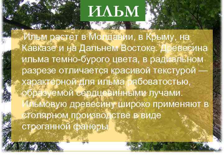 ИЛЬМ Ильм растет в Молдавии, в Крыму, на Кавказе и на Дальнем Востоке. Древесина