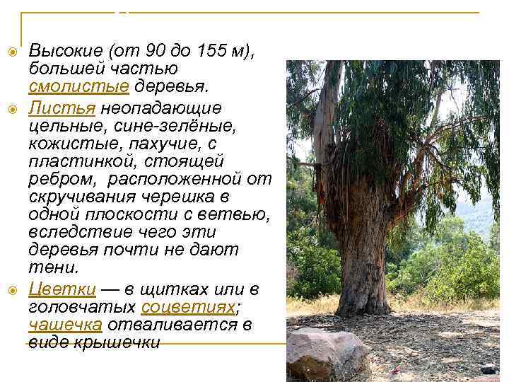 Ботаническое описание Высокие (от 90 до 155 м), большей частью смолистые деревья. Листья неопадающие