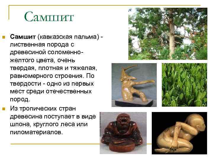 Самшит n n Самшит (кавказская пальма) - лиственная порода с древесиной соломенножелтого цвета, очень