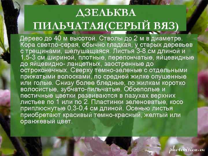 ДЗЕЛЬКВА ПИЛЬЧАТАЯ(СЕРЫЙ ВЯЗ) Дерево до 40 м высотой. Стволы до 2 м в диаметре.