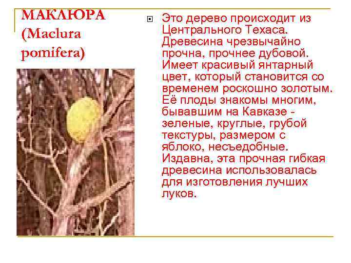 МАКЛЮРА (Maclura pomifera) Это дерево происходит из Центрального Техаса. Древесина чрезвычайно прочна, прочнее дубовой.