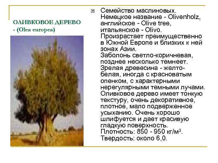  ОЛИВКОВОЕ ДЕРЕВО - (Olea europea) Семейство маслиновых. Немецкое название - Olivenholz, английское -