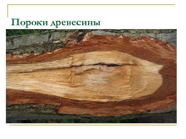 Пороки древесины 