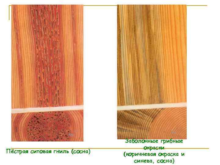 Пёстрая ситовая гниль (сосна) Заболонные грибные окраски (коричневая окраска и синева, сосна) 