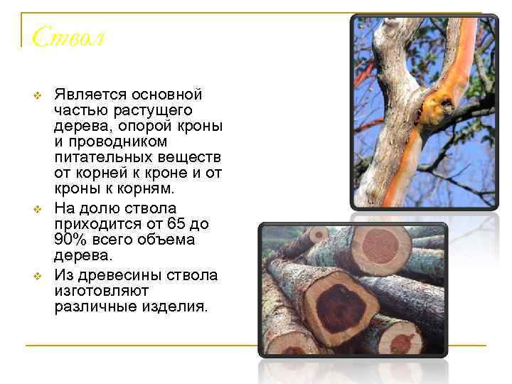 Ствол v v v Является основной частью растущего дерева, опорой кроны и проводником питательных