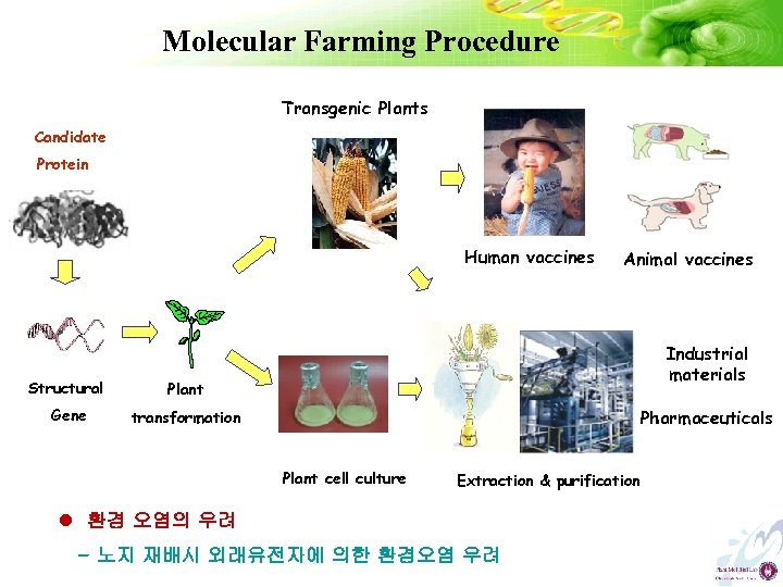 Molecular Farming Procedure Transgenic Plants Candidate Protein Human vaccines Structural Industrial materials Plant Gene